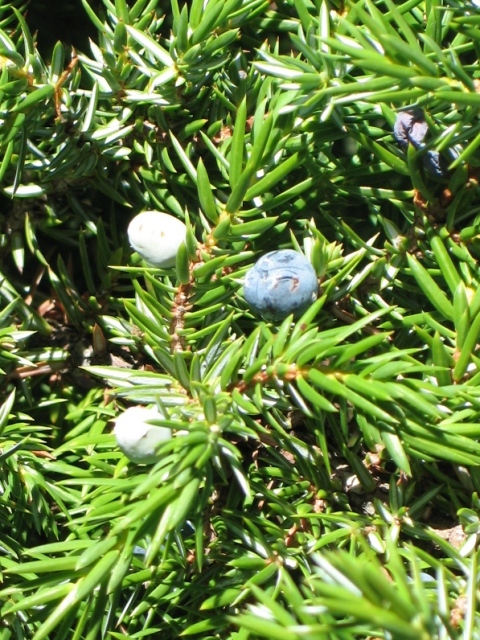 Juniperus communis